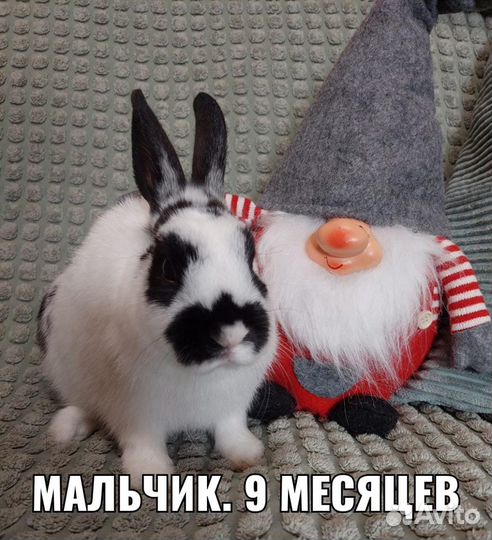 Декоративные и очень ручные кролики