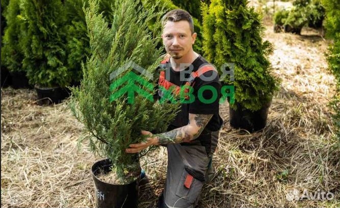 Можжевельники разных сортов (из питомника)
