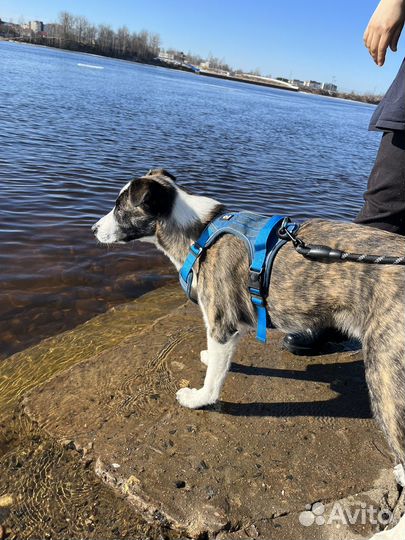 Прекрасная молодая собака