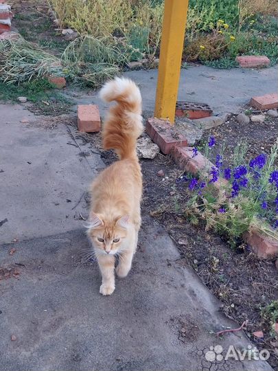 Котята, почти мейн-куны, в добрые руки