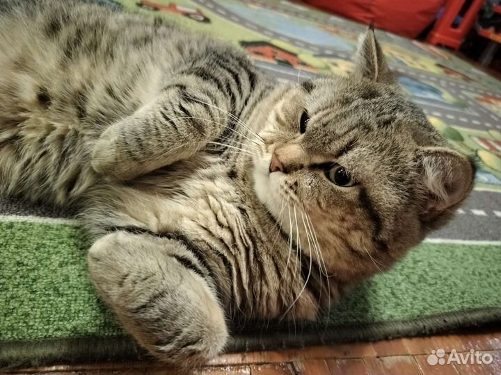 Британский прямоухий кот на вязку, случку