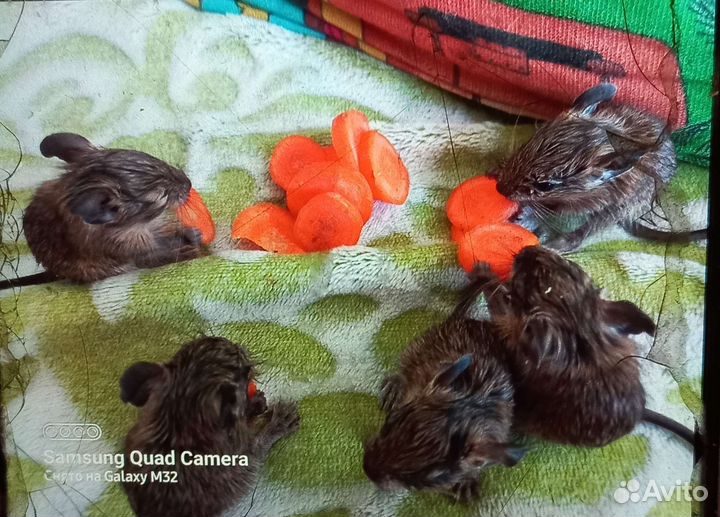 Чилийская белка дегу