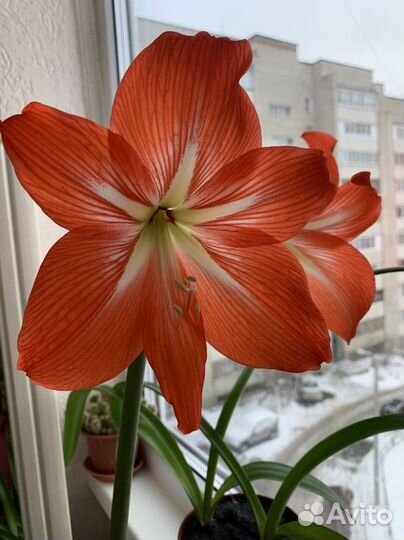 Гиппиаструм в горшке