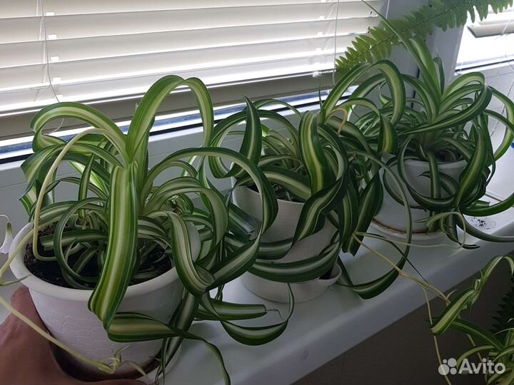 Хлорофитум кудрявый Бонни