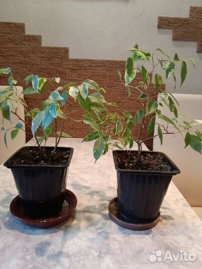 Фикус Бенджамина Кинки