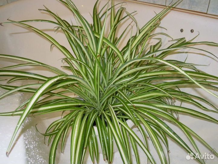 Хлорофитумы