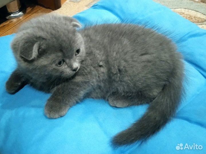 Шотландский вислоухий котёнок