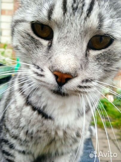 Котик из сада