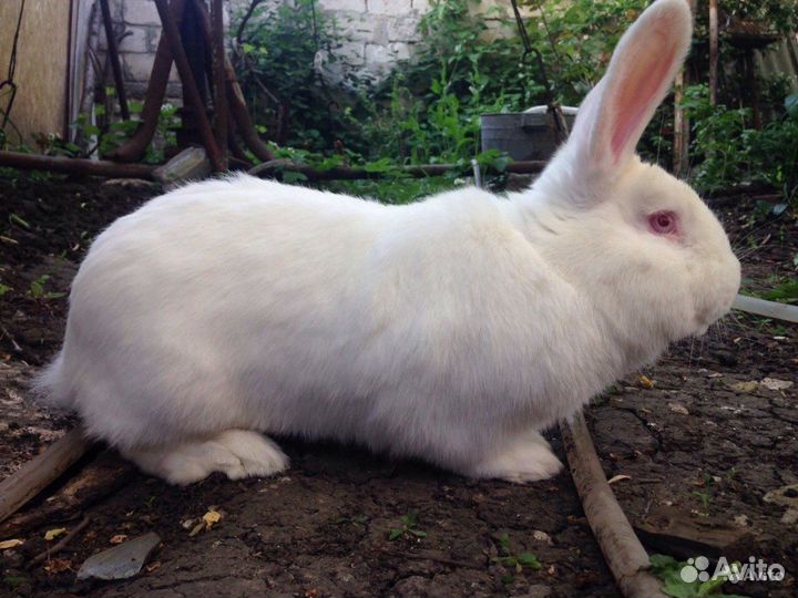 Кролики Панон и Белый Великан