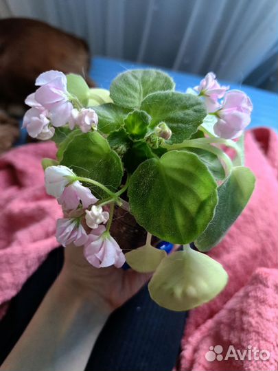 Фиалки листья