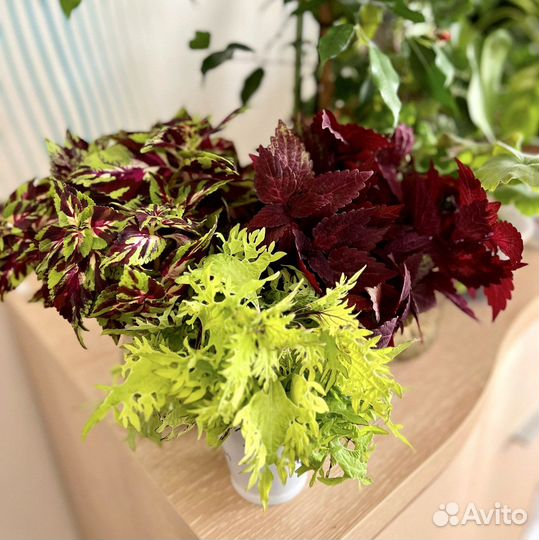 Колеусы сортовые