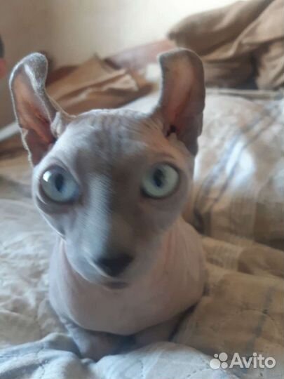 Кот Эльф Вязка