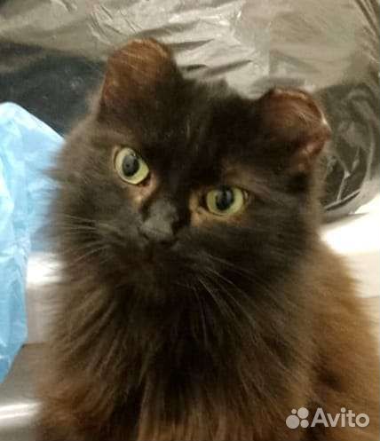 Кошечка ждет своих хозяев