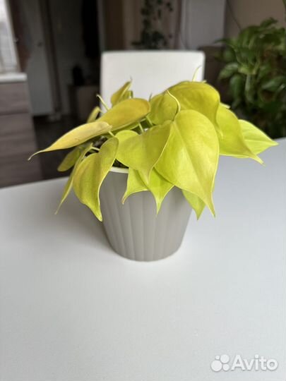 Филодендрон лайм