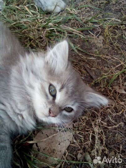 Котята Бесплатно