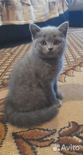 Британская