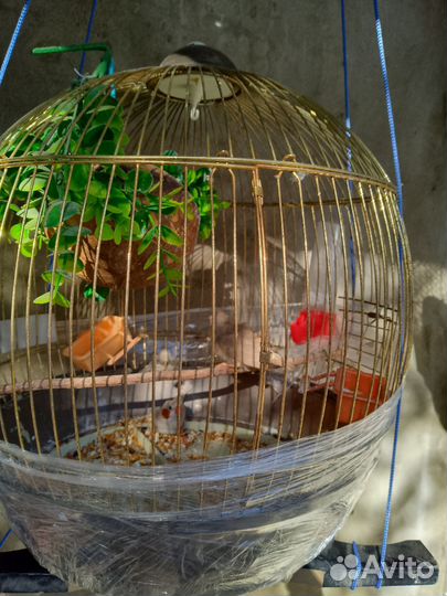 Зебровые амадины