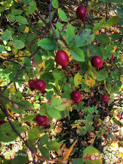 Шиповник ягоды