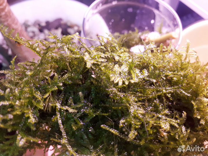 Мох для аквариума Пламя