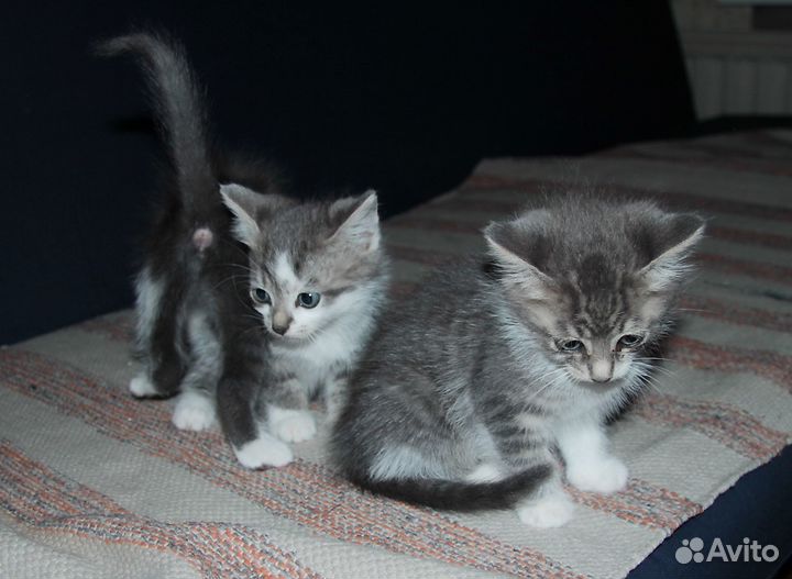 Котята маленькие коты и кошки отдам