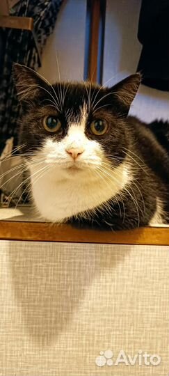 Хозяйка погибла, кошки ищут своего Человека