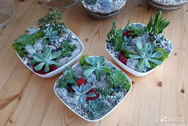 Флорариумы с суккулентами