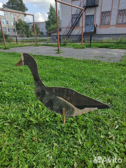 Профиля белолобого гуся