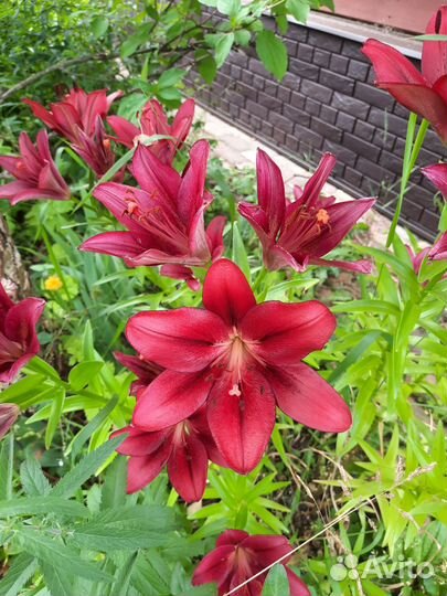 Рябчик императорский, примулы, тимьян, мелисса