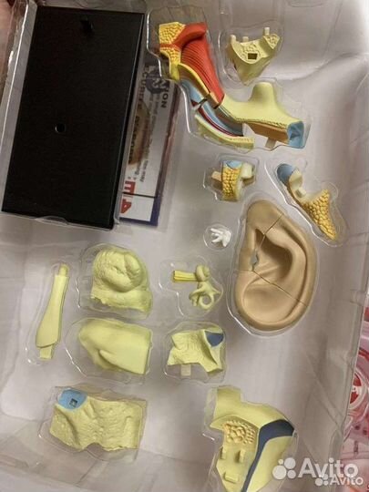 Анатомическая модель уха