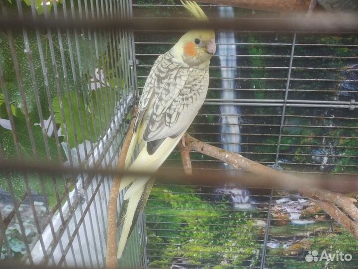 Попугай Корелла мальчик