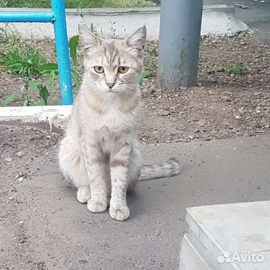 Кошка
