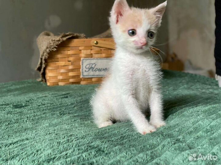 Котенок в дар