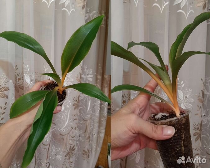 Монстера,Хлорофитум Оранж,Фиалки,Драцена