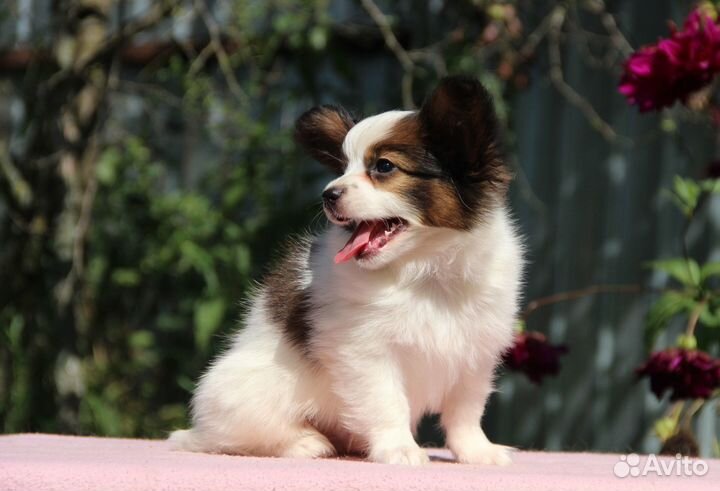 Щенки папийона