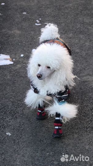 Вязка собак