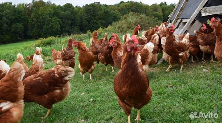 Куры несушки