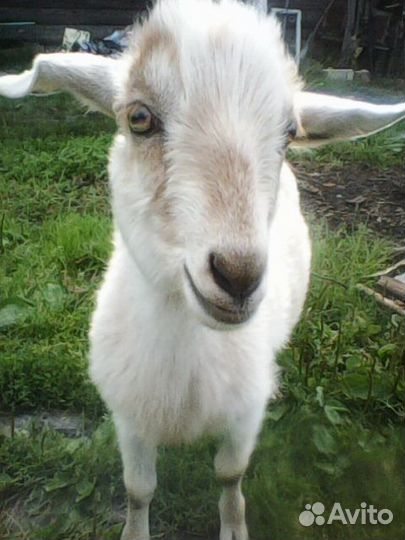 Козочка молодая 9 мес