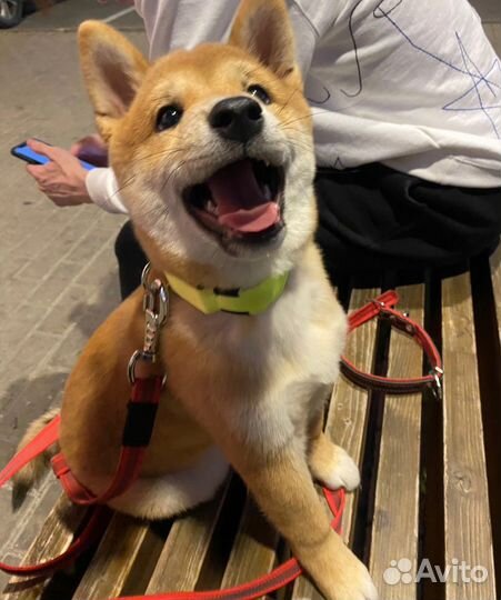 Щенок Сиба ину