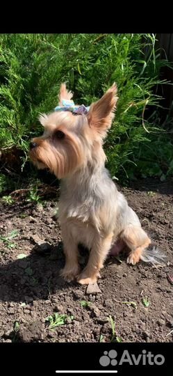 Йоркширский терьер щенки