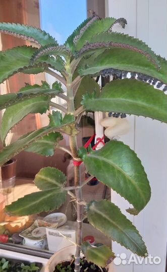 Каланхоэ лечебный Дегремона(живородящее)