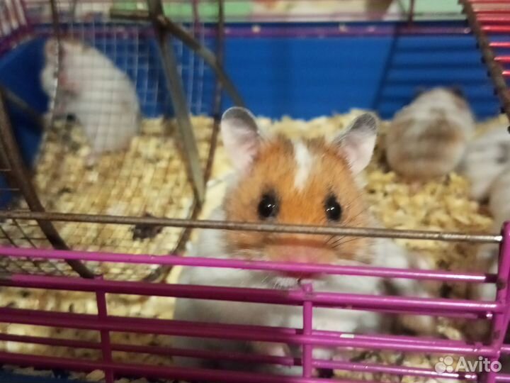 Сирийские хомячки