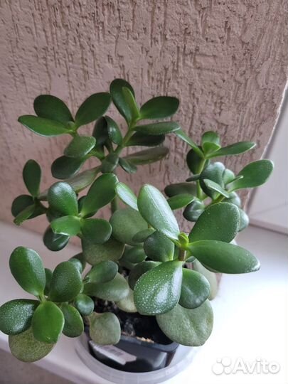 Замиокулькас,толстянка, декабрист Шлюмберга