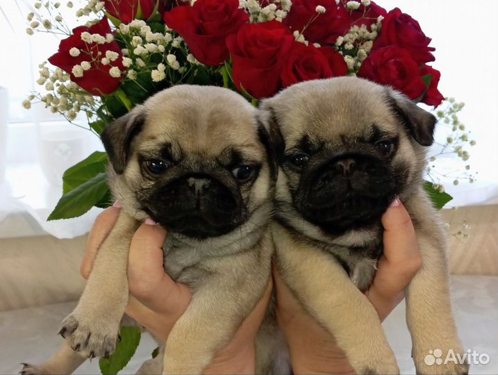 Щенки мопса