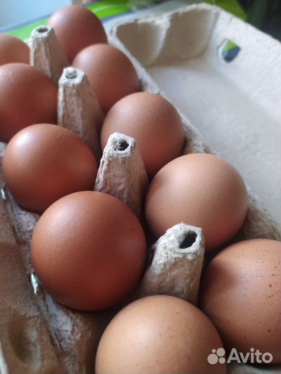 Яйца куриные деревенские домашние