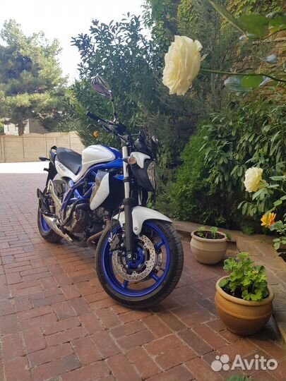 Suzuki svf400 Gladius