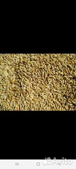 Пшеница ячмень куку