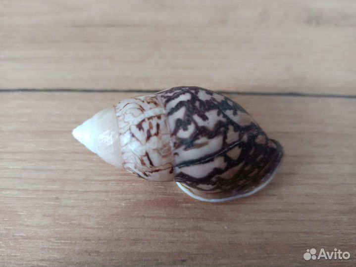 Морская раковина