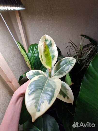 Фикус Тинеке