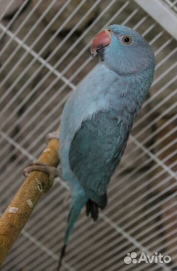 Ожареловый попугай (александрийский)