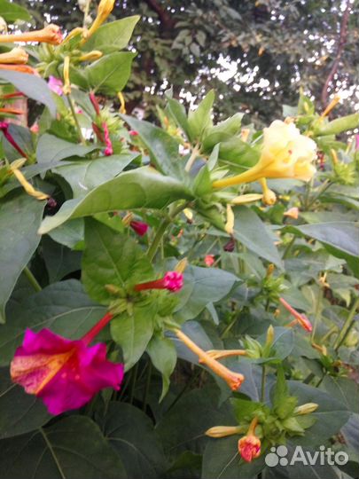 Мирабилис (ночная красавица)